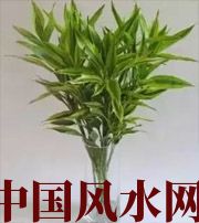 淮南十二生肖养什么植物最旺财运？你知道吗！